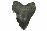 Bargain, Fossil Megalodon Tooth - South Carolina #120465-1